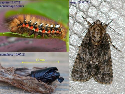 Acronicta rumicis